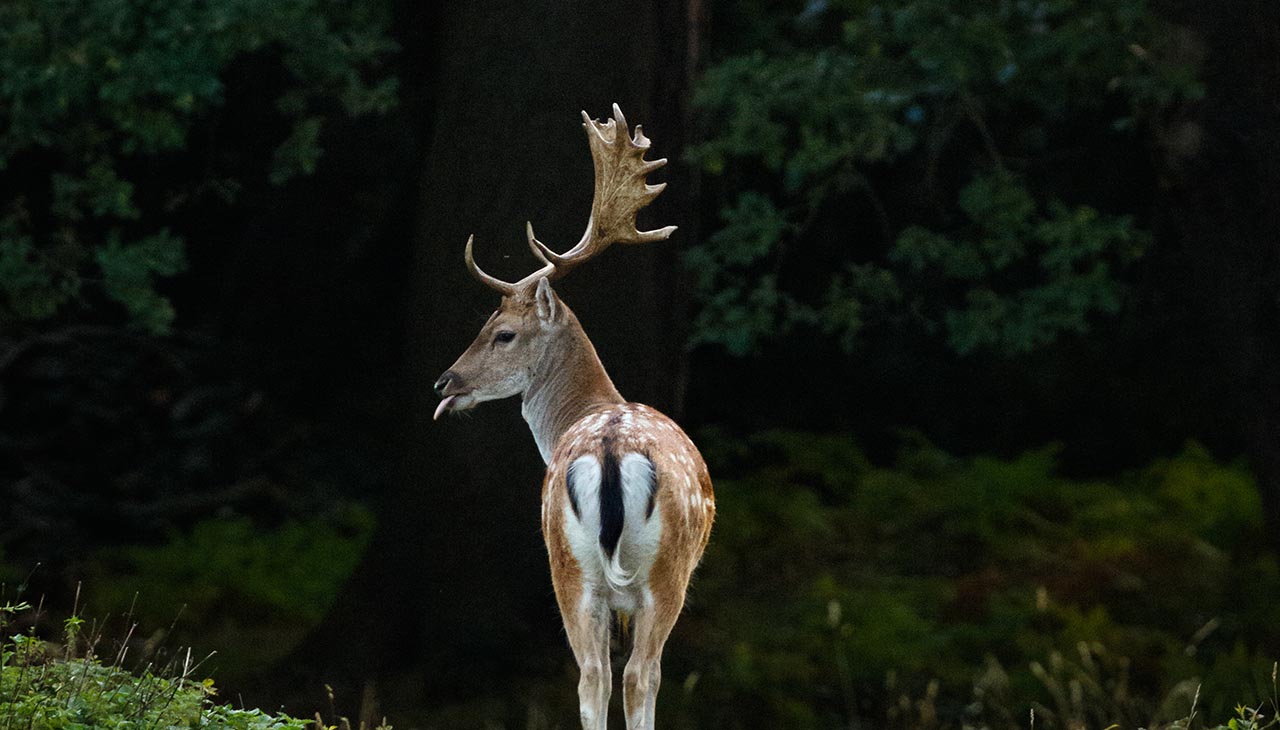 How Weather Affects Deer Behavior